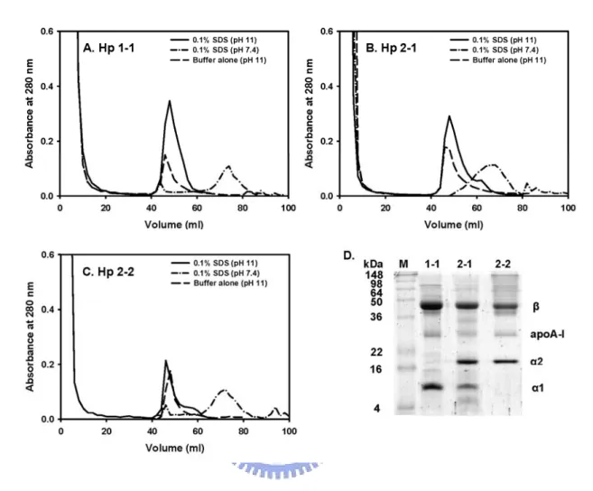 Fig. 4. Elution profile of bound Hp from immobilized mAb on immunoaffinity column 