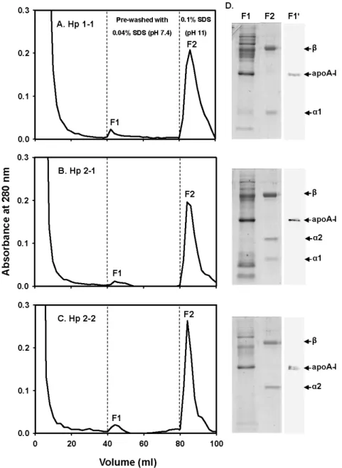 Fig. 6. Final purification of human Hp 1-1 (A), 2-1 (B), and 2-2 (C) from immunoaffinity  column pre-washed with 0.04% SDS-PBS, pH 7.4