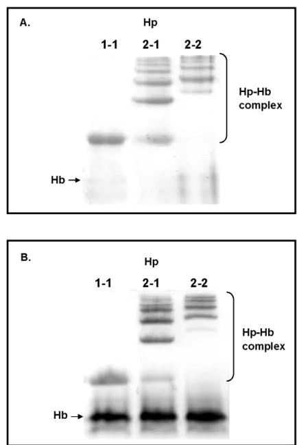 Fig. 7. Analysis of hemoglobin-binding property of isolated Hp 1-1, 2-1, and 2-2 (A) and 