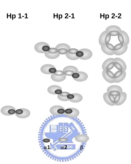 Fig. 1.    Schematic drawing of molecular arrangement in human Hp phenotypes.    Hp 