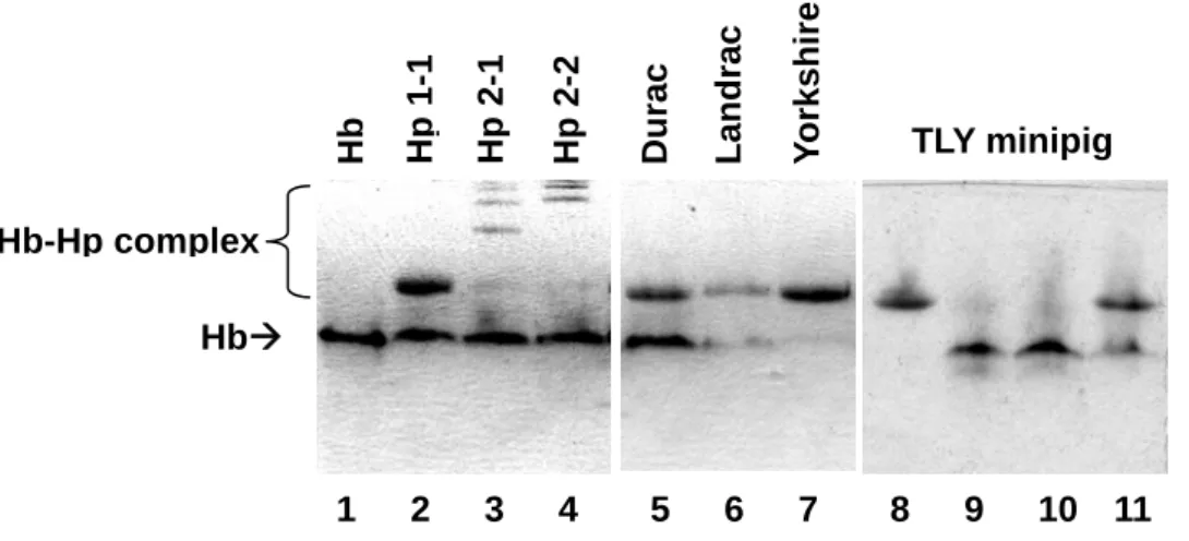 Fig. 2.    Phenotyping of human and porcine Hp on a 7% native-PAGE.  Briefly, each 