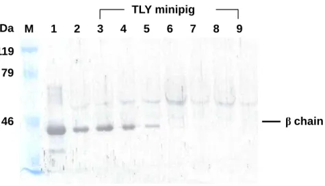 Fig. 3.  Western blot of plasma Hp using rat polyclonal antibody prepared against 