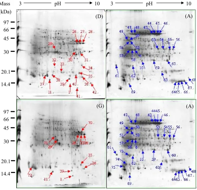 Figure 18. Protein pattern differences between bell-gall-tissues, mice-gall-tissues, and  leaf tissues of Machilus zuihoensis var