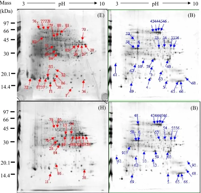 Figure 19. Protein pattern differences between bell-gall-tissues, mice-gall-tissues, and  leaf tissues of Machilus zuihoensis var