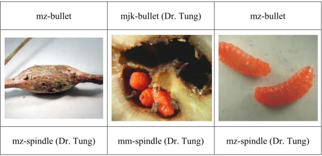 Figure 2. Cecidomyiidae midge larvae and galls 