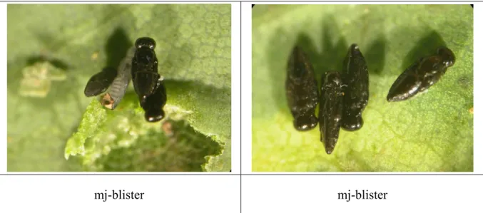 Figure 3. Parasitized midge larvae 
