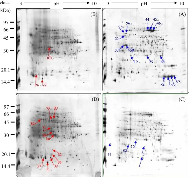 Figure 11. Protein spots which were sent to Mass Spectrometric Analysis    (A) MT-leaf: leaf tissues of Machilus thunbergii 