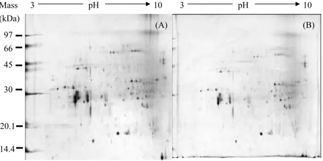 Figure 12. Protein patterns of galled and ungalled Machilus zuihoensis var. mushaensis  leaves