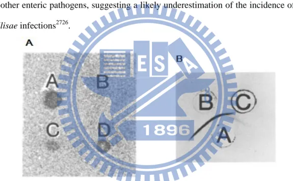 FIGURE  1:  (A)  DNA  hybridization  test  with  the  tdh  gene  probe.  A:  Kanagawa  phenomenon-positive  V