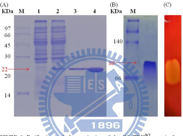 FIGURE  6.  Purification  and  characterization  of  the  G.h-rTDH WT   protein  from  G