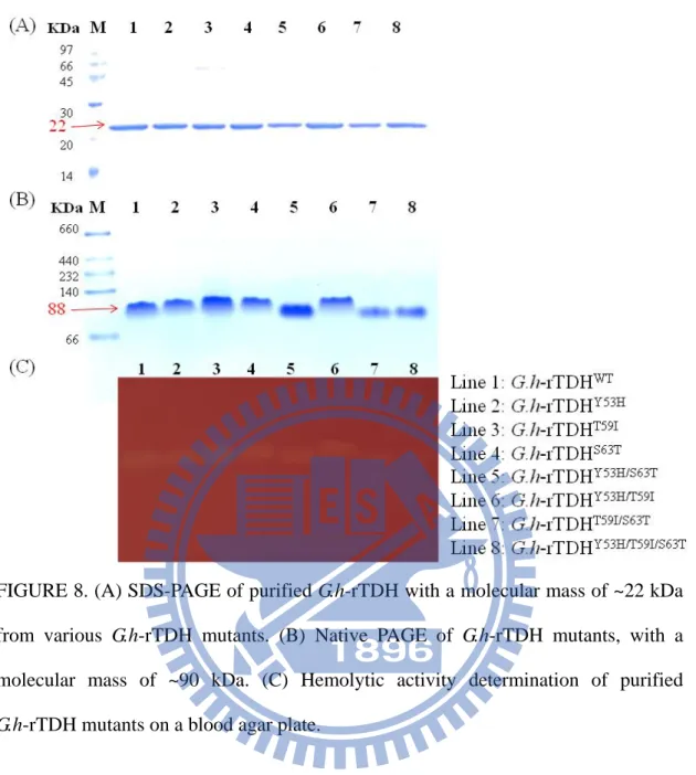 FIGURE 8. (A) SDS-PAGE of purified G.h-rTDH with a molecular mass of ~22 kDa  from  various  G.h-rTDH  mutants
