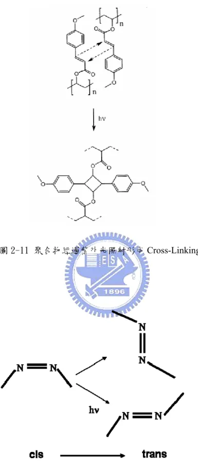圖 2-11 聚合物經過紫外光照射形成 Cross-Linking 