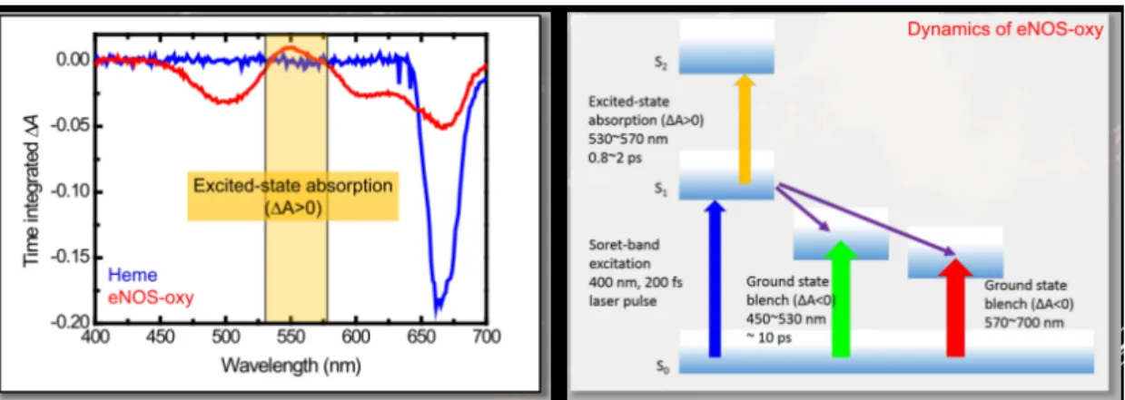 Fig. 8 Time integrated transient absorption spectrum and dynamics of eNOS-oxy  domain