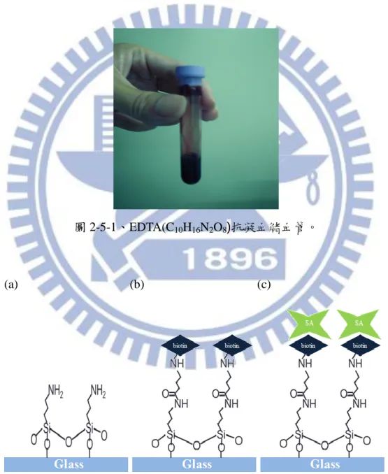 圖 2-5-2、修飾 Biotin- Streptavidin 流程圖(a)修飾 APTES (b)修飾 Biotin (c)修飾 Streptavidin。 