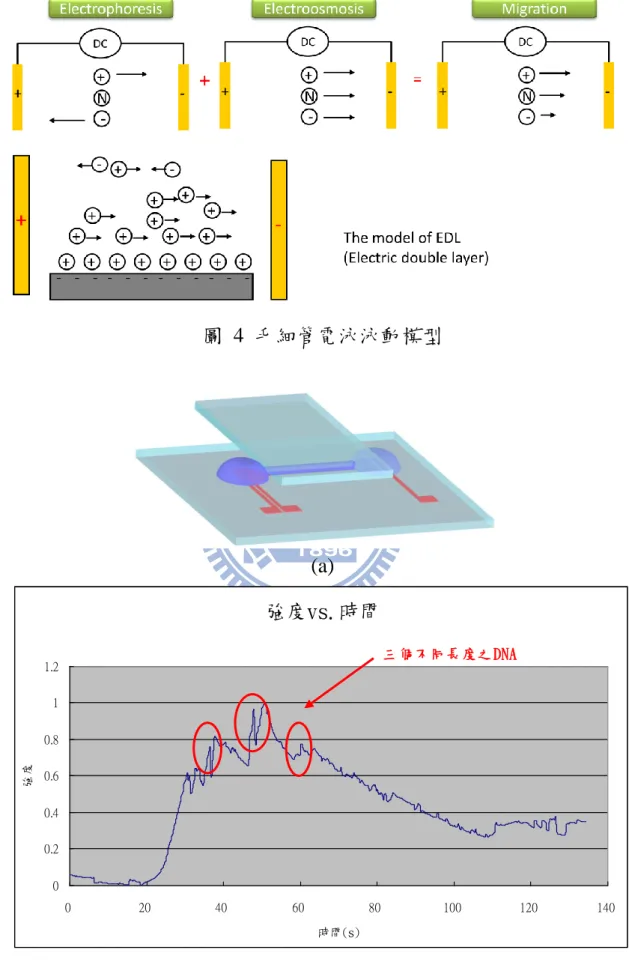 圖  4  毛細管電泳泳動模型  (a)  (b)  圖  5  先前電泳分離技術(a)CE-LDEP 晶片  (b)DNA 分離偵測 強度vs.時間00.20.40.60.811.2020406080100120 140時間(s)強度三個不同長度之DNA 
