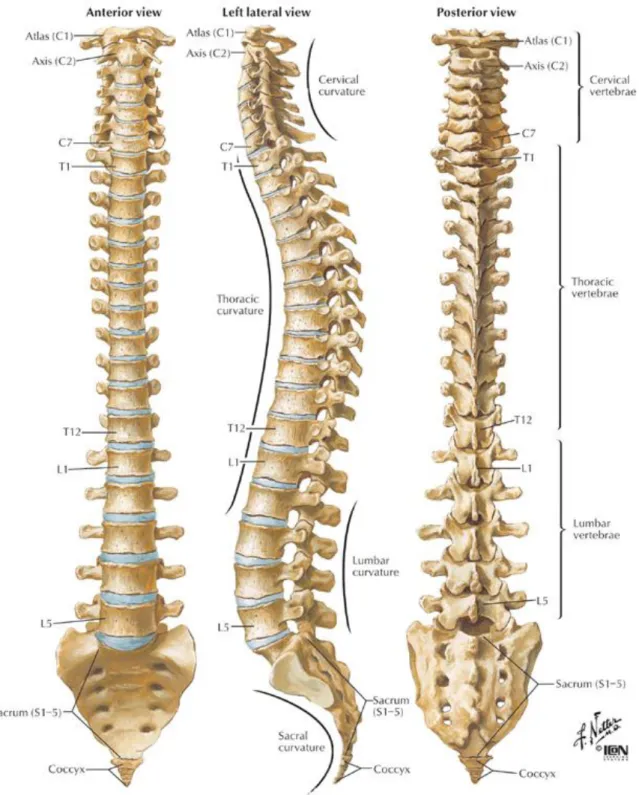 Figure 2. 1: Vertebral column: Anterior, left lateral and posterior views of the major regions of  the spine [15]