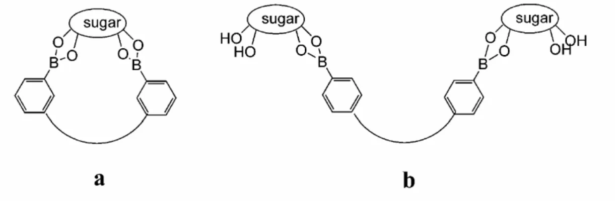 圖 3 Sensors having two phenylboronic acid functionalities in juxtaposition form i nt r a mol e cul a r 1: 1compl e xe s wi t h  bot h  “ ends ”  of a sugar molecule