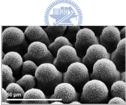 Figure 2-15 shows as an example the upper surface of a leaf of Colocasia esculenta  (Araceae), also called elephant ear, as observed under scanning electron microscopy  (SEM)