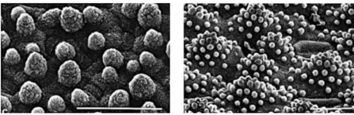 Figure 2-16 Taking a leaf out of nature’s book: electron micrographs of ultraphobic  leaves