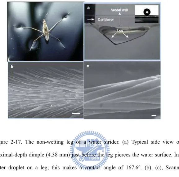 Figure 2-17. The non-wetting leg of a water strider. (a) Typical side view of a 