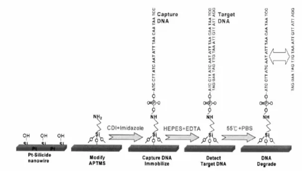 Figure 2.8 The immobilization steps for the DNA on the Pt-silicide nanowires. 