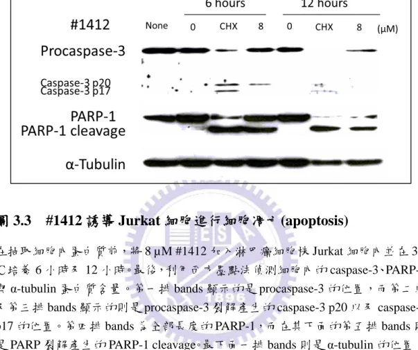 圖 3.3    #1412 誘導 Jurkat 細胞進行細胞凋亡(apoptosis) 