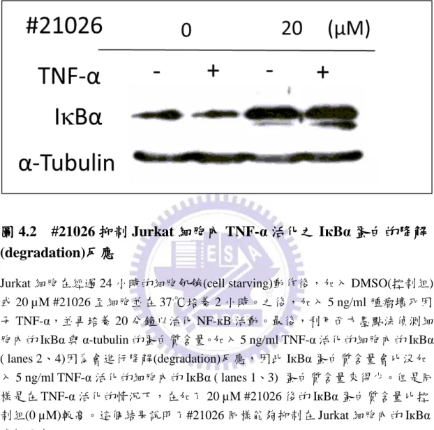 圖 4.2    #21026 抑制 Jurkat 細胞內 TNF-α 活化之 IкBα 蛋白的降解 (degradation)反應 