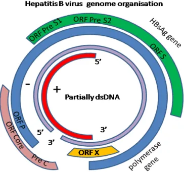 Fig. 1-7 Genome of human Hepatitis B Virus. Hepatitis B virus encode a 17 KDa  protein, named X, which is known to associated in insulin-like growth factor-II  syn-thesized
