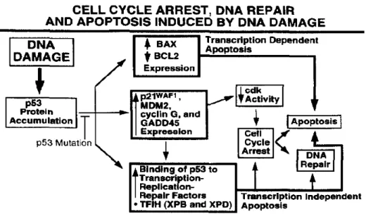Fig. 1-9 p53 physiology path way. p53  is a prototype tumor suppressor gene, it is 