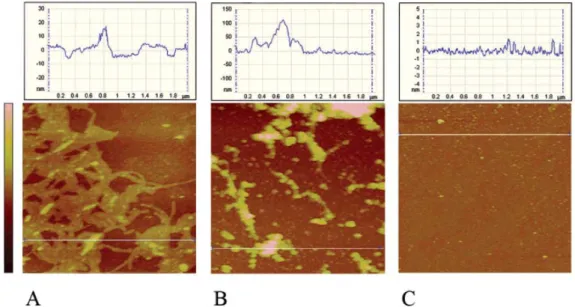 Fig. 2-2  Representative morphologies of APTES films.  (A) Multilayer-island  growth on top of a complete film deposited at 1%-1 h-75 °C, height scale is 30 nm
