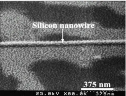 Fig. 2-9 SEM image of SiNW after reaction of the GNPs with APTMS. 