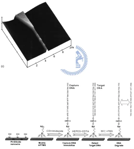 Fig. 2-11 The 3-D AFM image of 40 nm width Pt-silicide nanowire, and the  immobilization steps for the DNA on the Pt-silicide nanowire