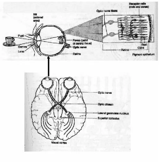 Fig. 2-1: visual pathway of human brain(adapted from sensation and perception p.38p.39) 