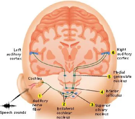FIGURE 3-1  Hearing pathway. 