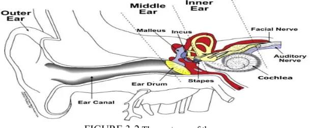 FIGURE 3-2  The anatomy of the ear. 