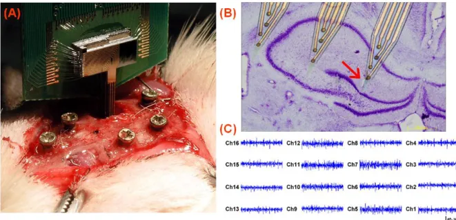Figure  6  (A)  Photograph  of  a  stacked  3-D  microprobe  array  inserted  into  the  brain  of  an  anesthetized rat