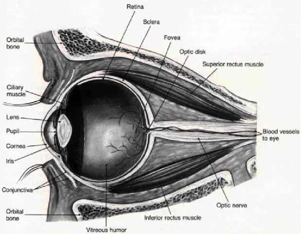 Fig. 1.1  The Human Eye. Reprinted from “Foundations of Physiological  Psychology,” by Neil R