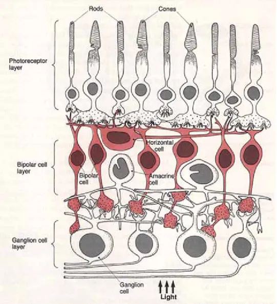Fig. 2.1. The schematic diagram of the retinal circuitry of the vertebrate retinas. 