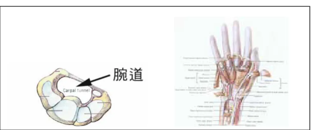 圖 2-16 由腕關節橫剖面所呈現的腕道(左)。通過腕道之神經、血管、肌腱圖(右) 
