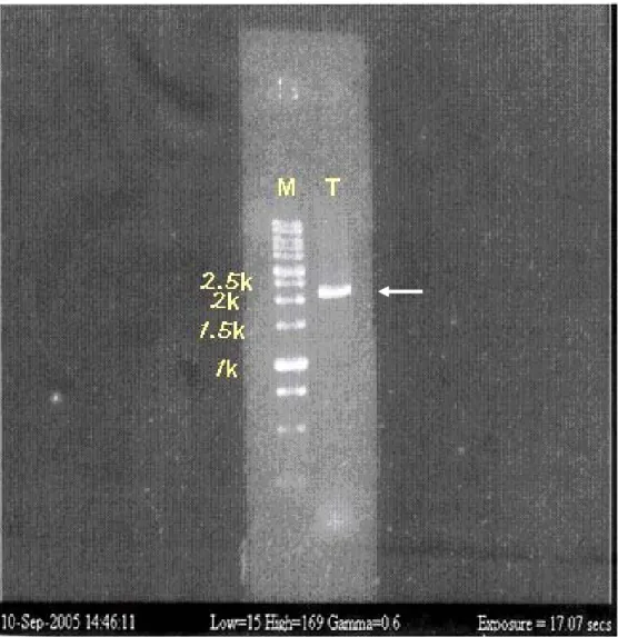 圖 2. PCR 切取 orf19.2730 及其上游序列，長度為 2192 個鹼基