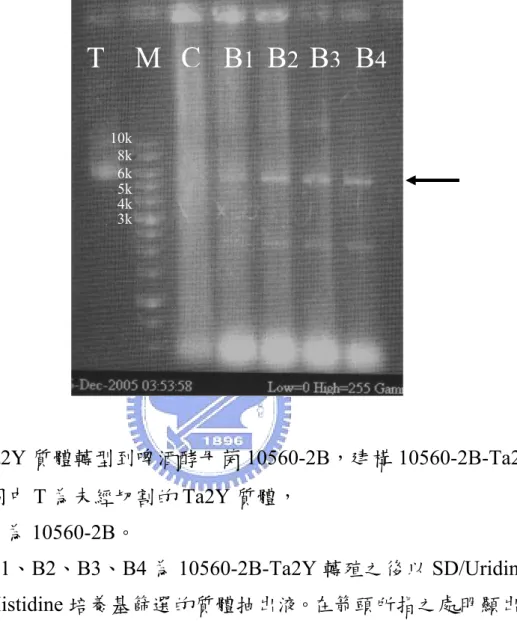 圖 6. Ta2Y 質體轉型到啤酒酵母菌 10560-2B，建構 10560-2B-Ta2Y 圖 8. Ta2Y 質體轉型到啤酒酵母菌 10560-2B，建構 10560-2B-Ta2Y  圖中 T 為未經切割的 Ta2Y 質體，  C 為 10560-2B。    B1、B2、B3、B4 為 10560-2B-Ta2Y 轉殖之後以 SD/Uridine/  Histidine 培養基篩選的質體抽出液。在箭頭所指之處明顯出現 和 Ta2Y 質體相當的 band。  T M C B 1 B 2 B 3 B 4