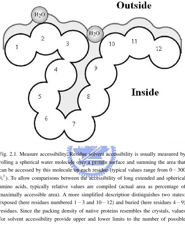Fig. 2.1. Measure accessibility. Residue solvent accessibility is usually measured by  rolling a spherical water molecule over a protein surface and summing the area that  can be accessed by this molecule on each residue (typical values range from 0－300  Å