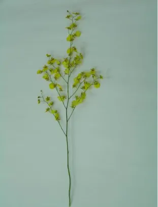 Figure 2.1 Oncidium image 