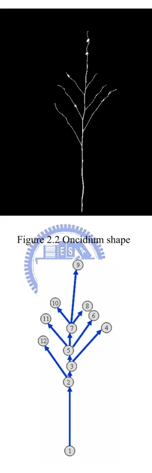 Figure 2.2 Oncidium shape 