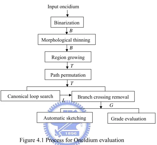 Figure 4.1 Process for Oncidium evaluation Path permutation 