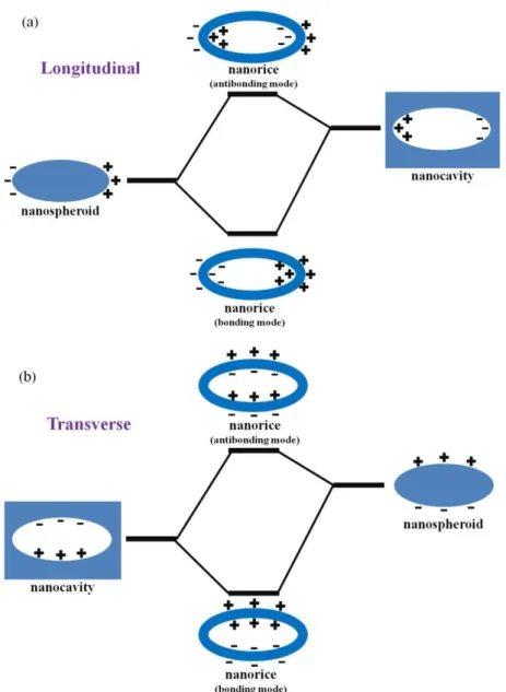 Figure 1.10: An energy level diagram of plasmon hybridization in nanorice for (a)  longitudinal and (b) transverse polarizations