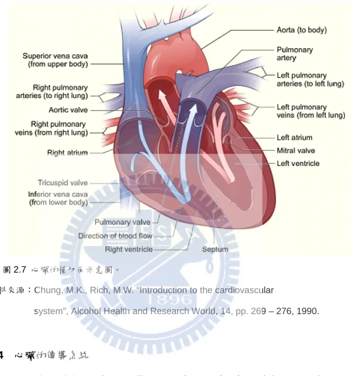 圖 2.7  心臟的橫切面示意圖。 