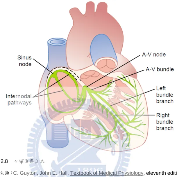 圖 2.8    心臟傳導系統 