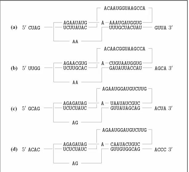 Figure 5.4: Phylogenetically conserved pseudoknots in the 3'-UTRs of four  coronavirus
