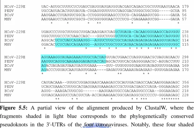 Figure 5.5: A partial view of the alignment produced by ClustalW, where the  fragments shaded in light blue corresponds to the phylogenetically conserved  pseudoknots in the 3'-UTRs of the four coronaviruses